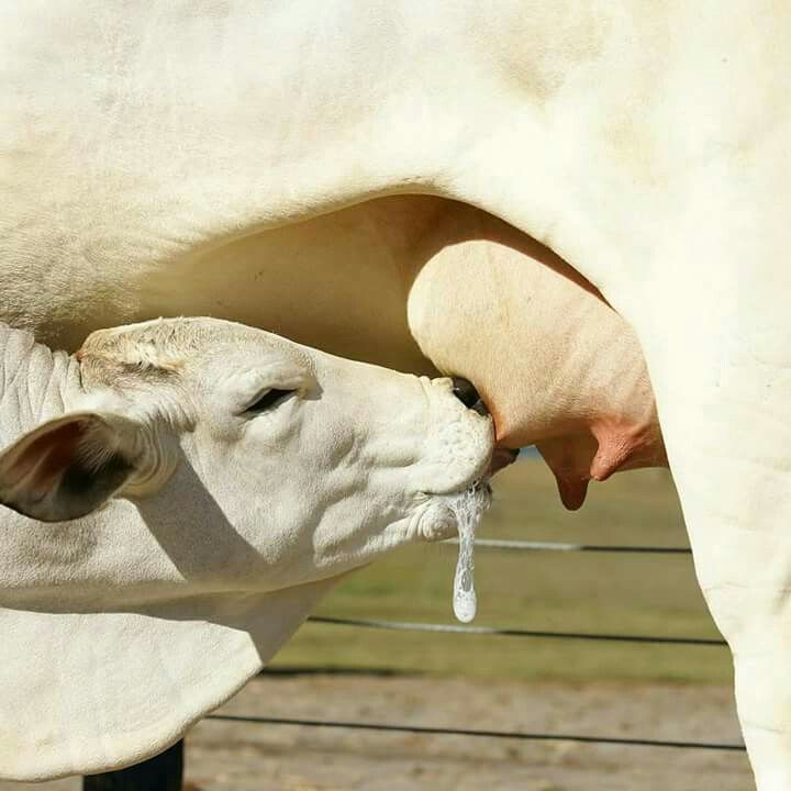 What is Given to Cows to Increase Milk Production?