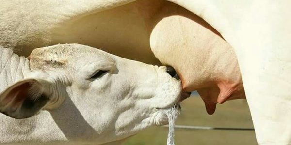 What is Given to Cows to Increase Milk Production?