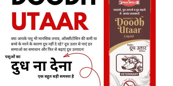 क्या आपके पशु भी दूध नहीं दे रहे? जानिए असरदार समाधान